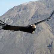Tour Cañón del Colca