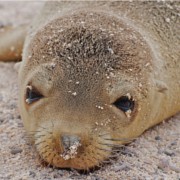 Tour Islas Galápagos