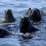 Tour Islas Ballestas y Retorno a Lima